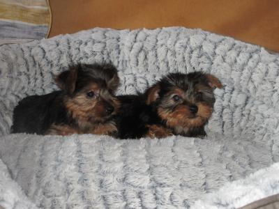 Yorkshire Terrier puppies in Carlow